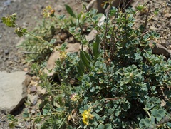 Medicago cretacea