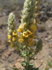 Verbascum ovalifolium