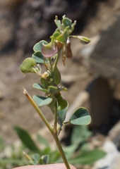Medicago cretacea