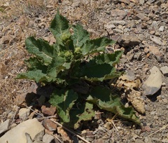 Verbascum ovalifolium