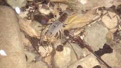 Austropotamobius pallipes