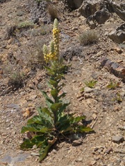 Verbascum ovalifolium