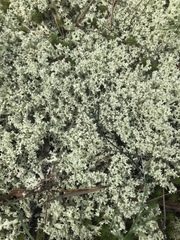 Cladonia caroliniana