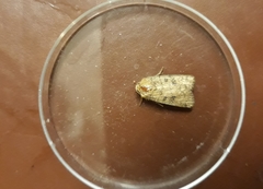 Hoplodrina octogenaria