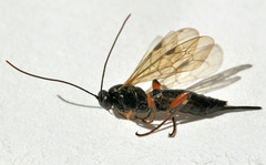 Pimpla turionellae
