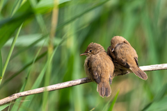 Acrocephalus scirpaceus