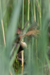 Acrocephalus scirpaceus