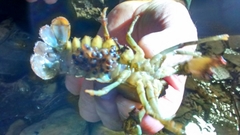 Austropotamobius pallipes