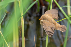 Acrocephalus scirpaceus