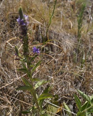 Veronica steppacea