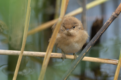 Acrocephalus scirpaceus