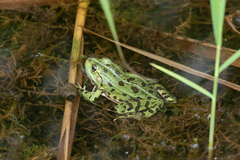 Pelophylax