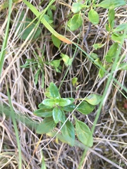 Monardella purpurea