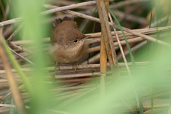 Acrocephalus scirpaceus