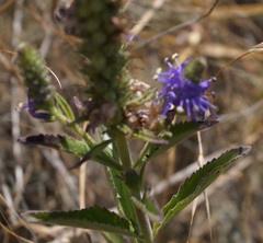 Veronica steppacea