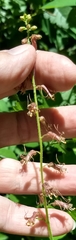 Tolmiea diplomenziesii