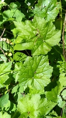 Tolmiea diplomenziesii