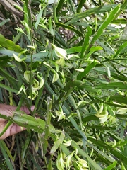 Carmichaelia williamsii