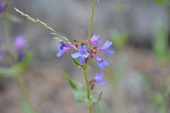 Penstemon pruinosus