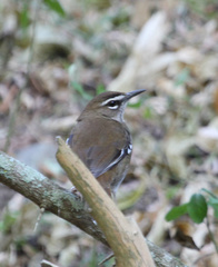 Cercotrichas signata