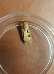 Agrotis exclamationis