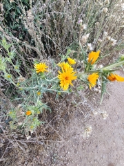Scolymus hispanicus