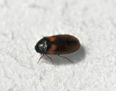 Reesa vespulae
