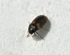 Reesa vespulae