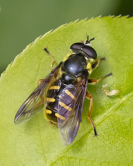 Sericomyia chrysotoxoides image
