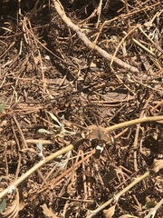 Junonia grisea