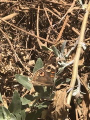 Junonia grisea