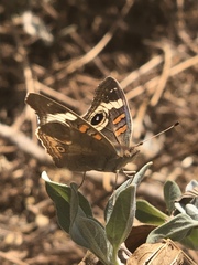 Junonia grisea