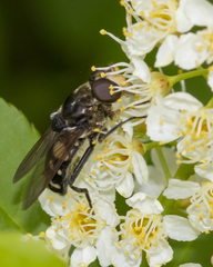 Sericomyia lata
