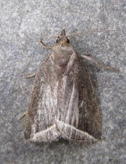 Capis curvata
