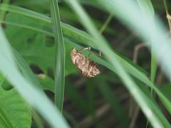 Cryptotympana atrata