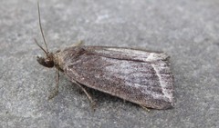 Capis curvata