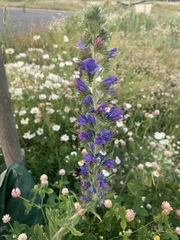 Echium vulgare