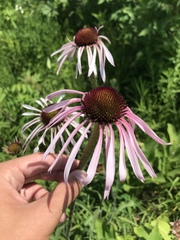 Echinacea pallida