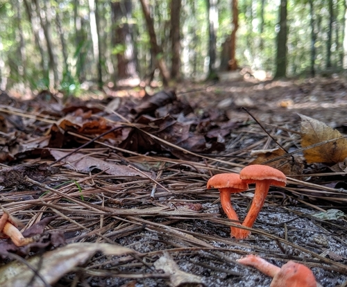 Cantharellaceae image