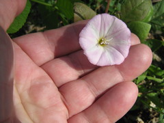 Convolvulus arvensis
