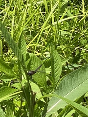 Leucorrhinia frigida
