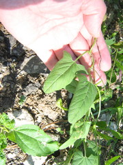 Convolvulus arvensis