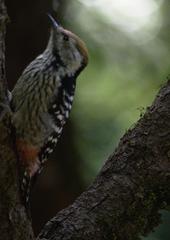 Dendrocoptes auriceps