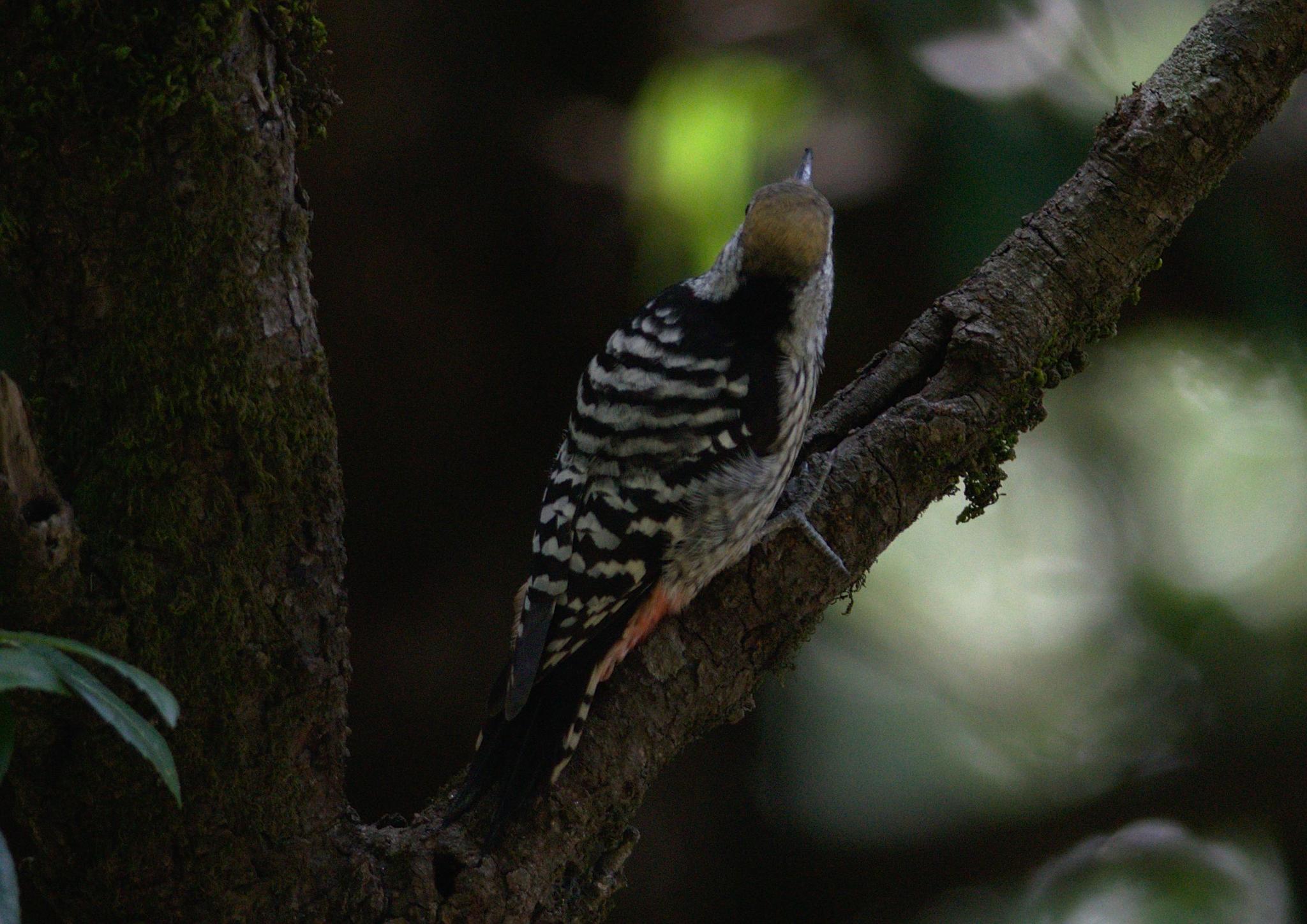 Brown-fronted Woodpecker