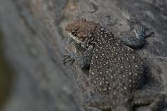 Laudakia tuberculata