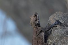 Laudakia tuberculata