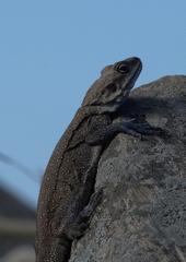 Laudakia tuberculata