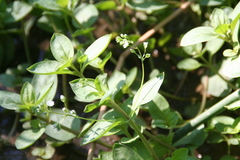 Veronica anagallis-aquatica