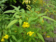 Chrysojasminum humile