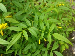 Chrysojasminum humile